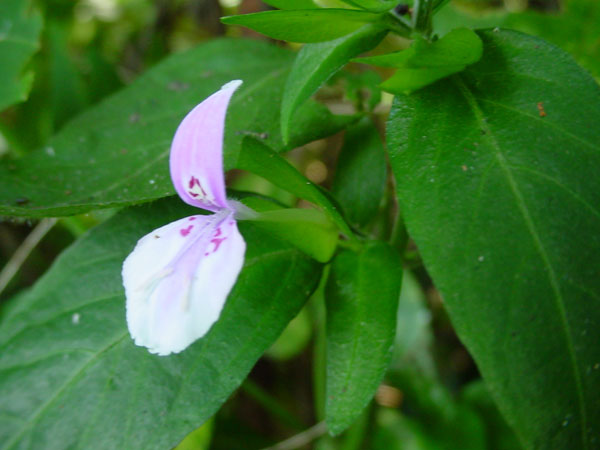 c0047341_2328733.jpg
