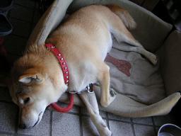 ノーマルに。。。_c0049950_22581680.jpg