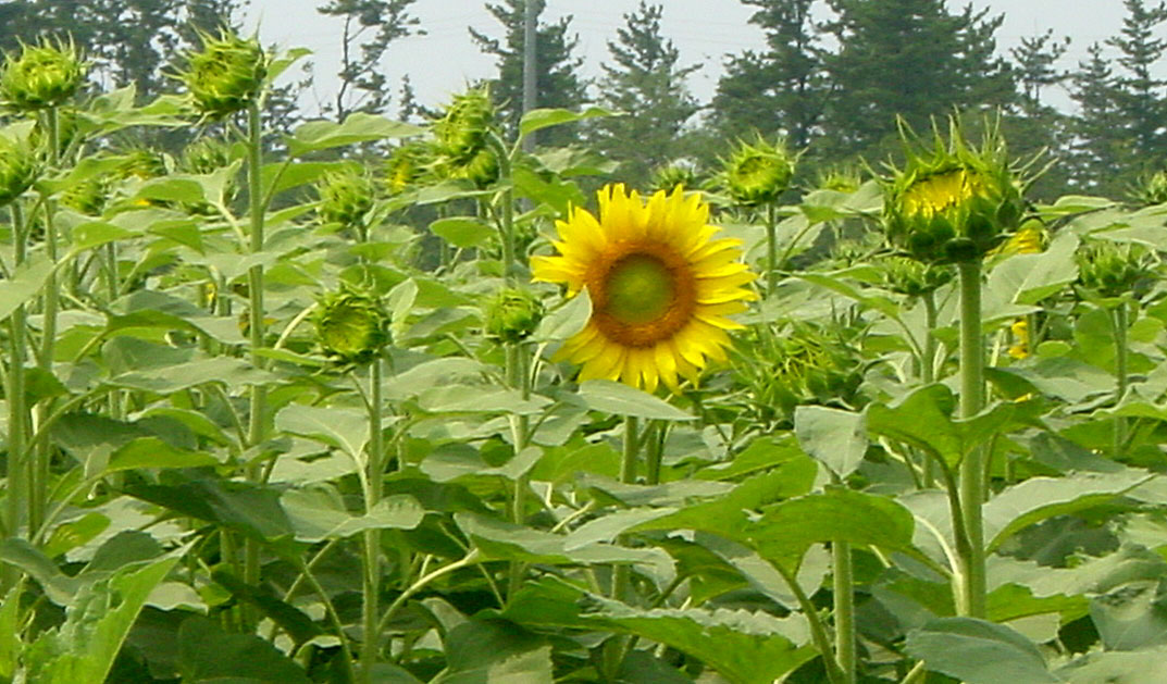a0022752_10572628.jpg