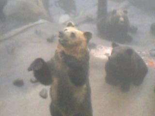 クマ牧場_c0014367_10571578.jpg