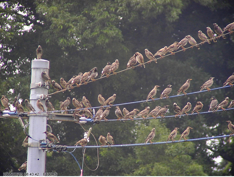 ８月１０日 ムクドリの集団 可愛い野鳥スナップ By Wakwak