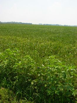 e0020991_22424579.jpg