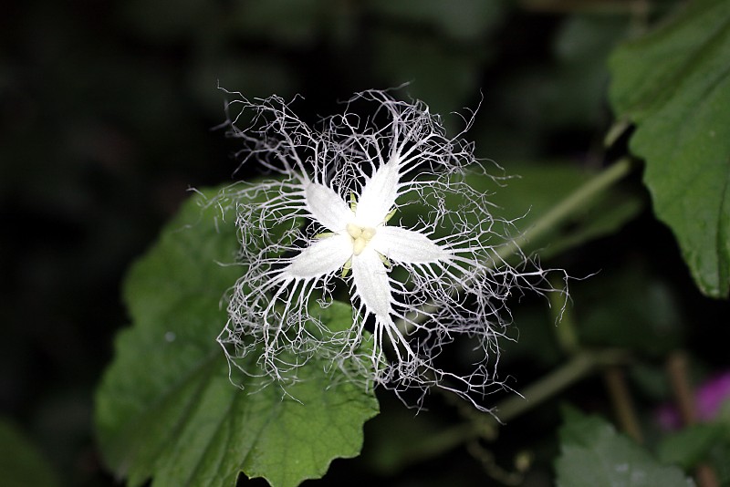 烏瓜の花、再び_d0018223_532299.jpg