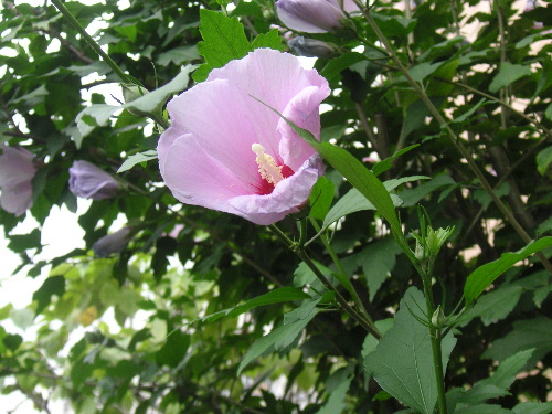 訃音あり_c0048132_1661814.jpg