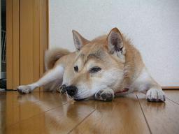 久々の室内犬気分~♪_c0049950_211057100.jpg