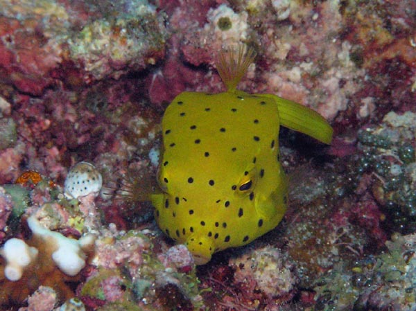 235 ミナミハコフグ 幼魚 ランゲルハンス島の海