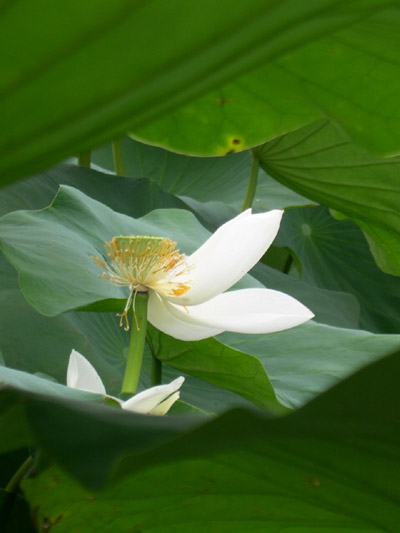 曇り空、蓮の花、散りぬるを。_d0014507_21235499.jpg