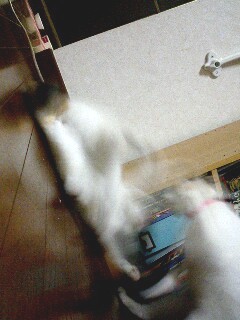 b0042310_653066.jpg