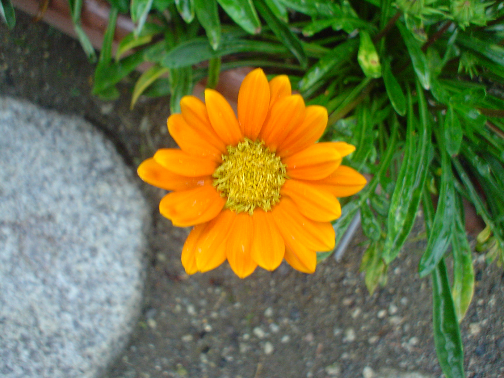 c0062495_14067.jpg