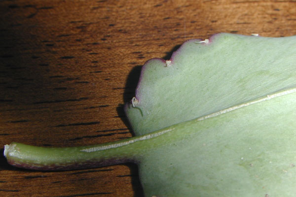 e0042338_14294628.jpg