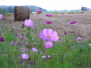 艶さんの花畑(3)_e0024478_7121762.jpg