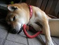 静かな夏休み_c0049950_2144301.jpg