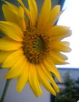 c0031467_12461296.jpg