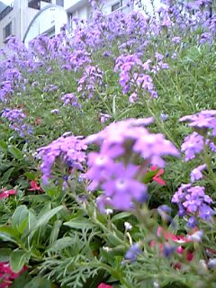 c0037701_105391.jpg