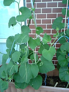 c0037701_15353.jpg