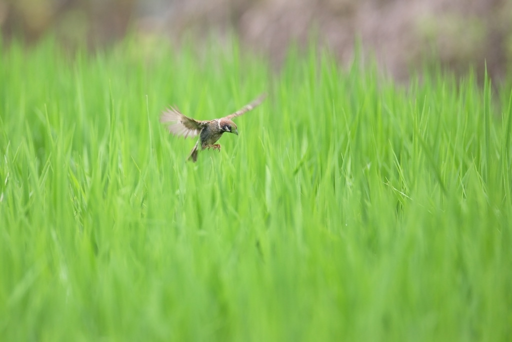 Sparrows in a rural landscape_c0034905_20443615.jpg