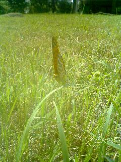 ヒョウ柄の粋なチョウ_b0049307_1505618.jpg