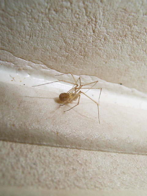 超虫嫌いの私の部屋には小さな蜘蛛がいます 昆虫ブログ むし探検広場