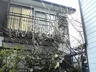 梅満開_c0038334_22461233.jpg