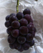 d0007037_03414.jpg