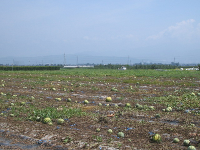 AERO WINGS 単葉 _d0067943_11254699.jpg