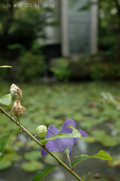 大山崎山荘美術館　その１_c0036283_21583018.jpg