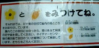 なにが見頃?花みごろ_b0049307_1225665.jpg