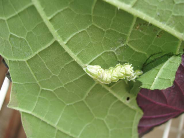 かぼちゃの葉に とげとげの幼虫がじっとしてました 昆虫ブログ むし探検広場