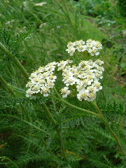 e0046112_62661.jpg