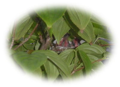 b0018429_21135222.jpg