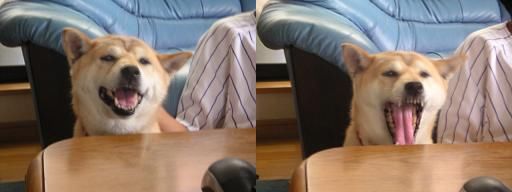 昼間っから室内犬~♪_c0049950_2244833.jpg