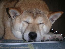 昼間っから室内犬~♪_c0049950_22465618.jpg