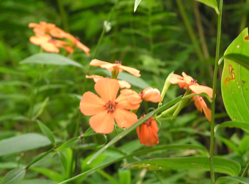 六甲高山植物園_c0009190_2112192.jpg