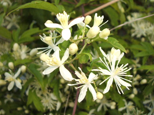 c0065744_8175335.jpg