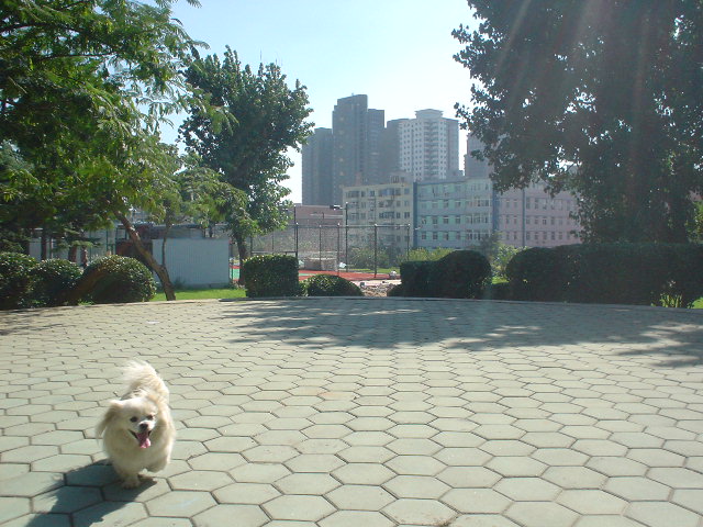 ｺｰﾗ買いがてら天気ぃぃし道向こう中山公園犬と散歩_a0032097_1714148.jpg