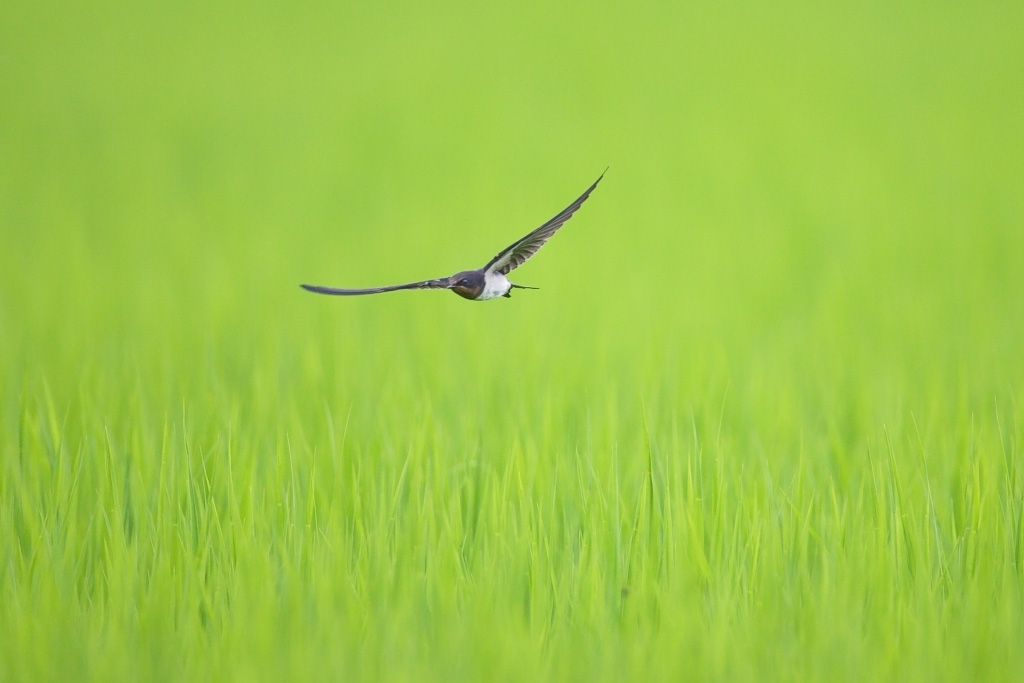 Swallows in a rural landscape   ツバメ, ショウドウツバメ_c0034905_2314220.jpg