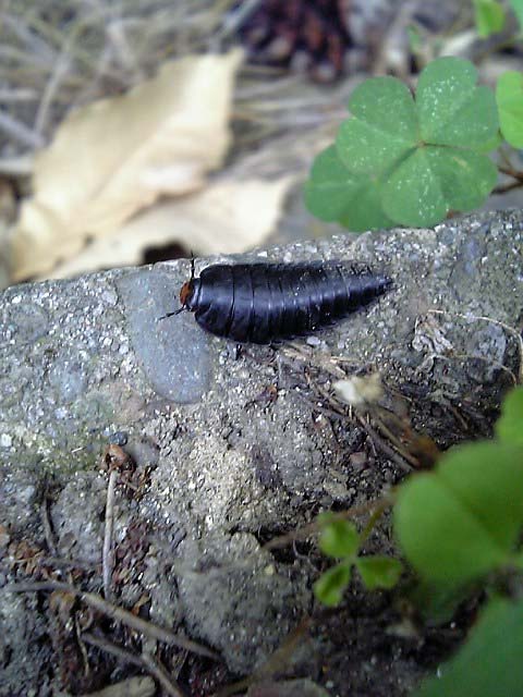 ダンゴムシを平たくした様な虫がいっぱい地面を這っていました 昆虫ブログ むし探検広場