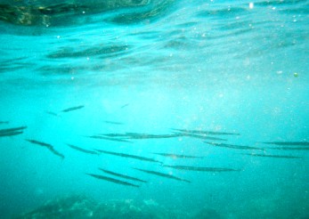 b0025850_152591.jpg