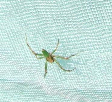 これはクモなのでしょうか 足が６本です 昆虫ブログ むし探検広場