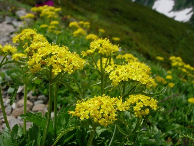 幌尻周辺の花その4・・・ヌカビラ稜線からいよいよ主稜線へ_d0037282_11272333.jpg