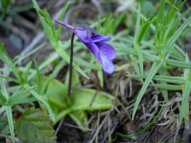 幌尻周辺の花その4・・・ヌカビラ稜線からいよいよ主稜線へ_d0037282_1195016.jpg