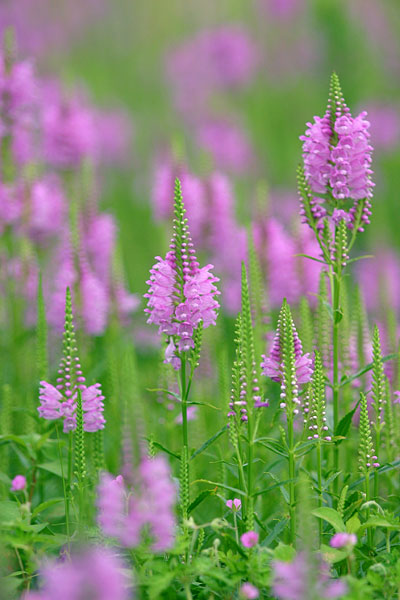 ソバナ　　　Adenophora remotiflora. _c0038290_642525.jpg