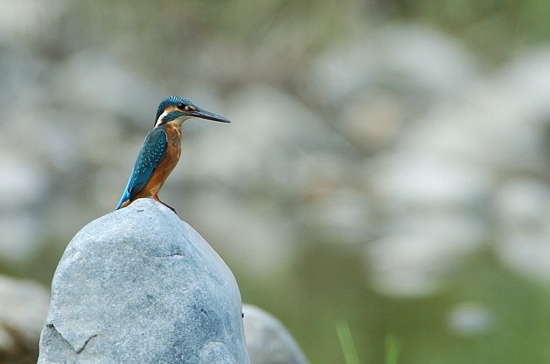 カワセミの夏休み_b0004398_13372915.jpg