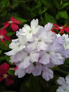 c0037701_154320.jpg