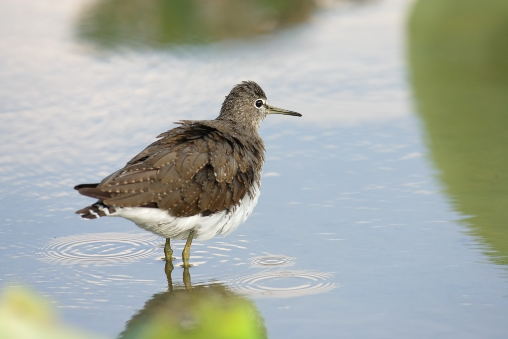 Green Sandpiper_c0034905_11788.jpg