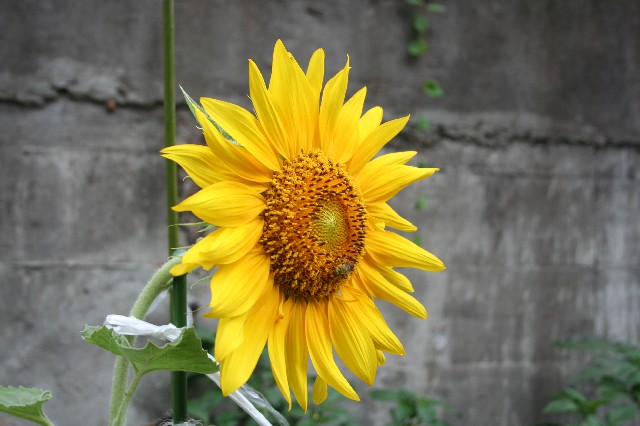 Sun Flower_c0067438_705019.jpg