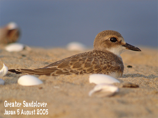 オオメダイチドリ　２　Greater Sandplover_c0071489_102345.jpg