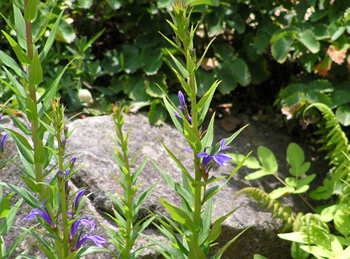 六甲高山植物園_c0009190_11281316.jpg