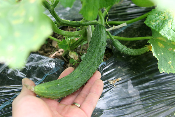 トゲトゲ・イボイボ 昔のキュウリ・四葉(スーヨー)_c0048494_16261284.jpg