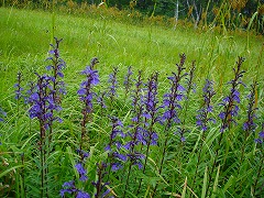 d0055236_11192026.jpg